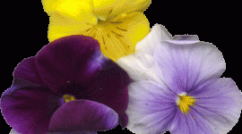 pansies1